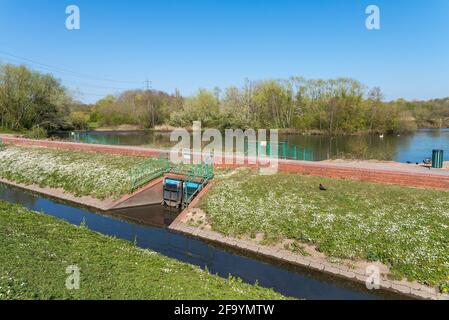 La riserva naturale locale di Sheepwash a Sandwell, West Midlands, Regno Unito è stata creata da aree desolate industriali rigenerate nel 1981, il fiume Tame lo attraversa. Foto Stock