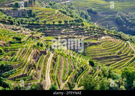 Vigneti terrazzati nella valle del fiume Tanha, peso da Régua. Alto Douro, un sito patrimonio mondiale dell'UNESCO. Portogallo Foto Stock