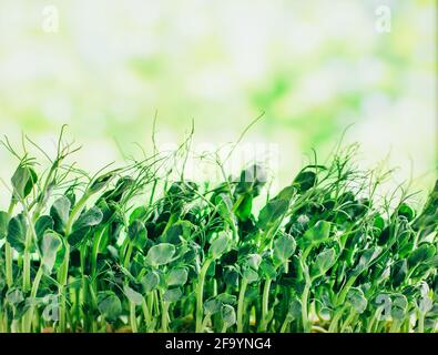 primo piano su micrograni di piselli germogliati su uno sfondo di verde Foto Stock