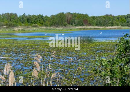 Cigni bianchi su uno stagno della foresta. Paesaggio estivo del lago. Foto Stock