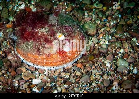 Atlantic Deep-capesante di mare sott'acqua nel fiume San Lorenzo in Canada Foto Stock