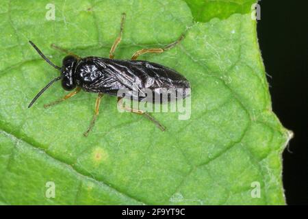 Le caraffe di ciliegio (Calirosa cerasi) sono una mosca della famiglia Tentridinidae. È importante peste di frutteti con pera e ciliegi. Foto Stock