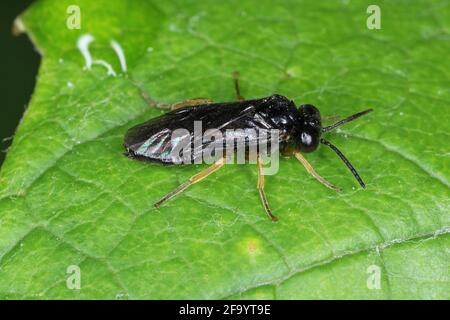 Le caraffe di ciliegio (Calirosa cerasi) sono una mosca della famiglia Tentridinidae. È importante peste di frutteti con pera e ciliegi. Foto Stock