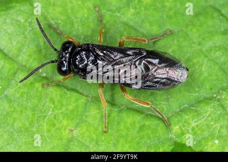 Le caraffe di ciliegio (Calirosa cerasi) sono una mosca della famiglia Tentridinidae. È importante peste di frutteti con pera e ciliegi. Foto Stock