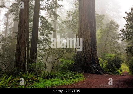 CA03680-00...CALIFORNIA - nebbia nella Foresta di Redwood a Lady Bird Johnson Grove in Redwoods National Park. Foto Stock