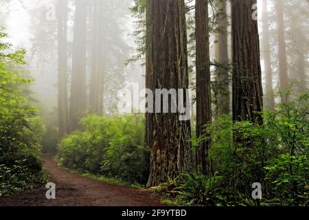 CA03681-00...CALIFORNIA - nebbia nella Foresta di Redwood a Lady Bird Johnson Grove in Redwoods National Park. Foto Stock