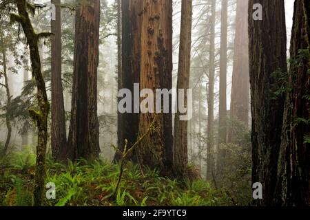 CA03682-00...CALIFORNIA - un nebbioso pomeriggio nella Foresta di Redwood di Lady Bird Johnson Grove in Redwoods National Park. Foto Stock