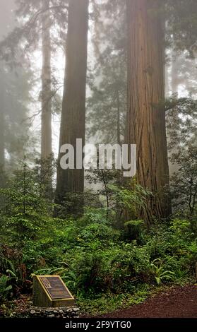 CA03688-00...CALIFORNIA - Redwood alberi su una collina coperta di nebbia in Lady Bird Johnson Grove in Redwoods National and state Parks. Foto Stock