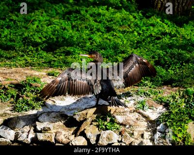 Un carbo cormorano Phalacrocorax che asciuga le ali dopo la pesca su un piccolo lago in un parco urbano Foto Stock