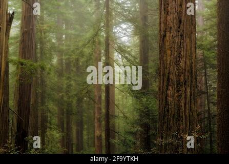 CA03694-00...CALIFORNIA - alberi di sequoie su una collina coperta dalla nebbia in Lady Bird Johnson Grove nei parchi nazionali e statali di Redwoods. Foto Stock