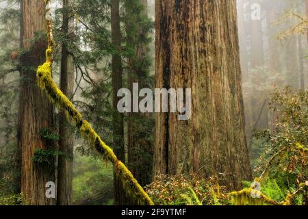 CA03695-00...CALIFORNIA - alberi di sequoie su una collina coperta dalla nebbia in Lady Bird Johnson Grove nei parchi nazionali e statali di Redwoods. Foto Stock