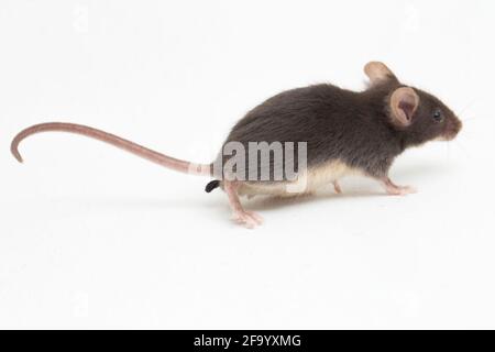 Mouse nero grigio della casa comune isolato su sfondo bianco Foto Stock