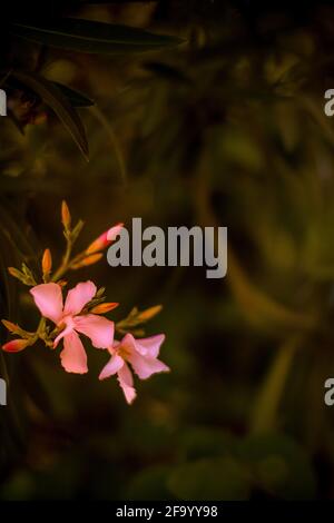 Fiore di colore rosa, Cosmos di zolfo, fiori di Aster messicani stanno fiorendo splendidamente primavera nel giardino, sfocato di sfondo della natura Foto Stock