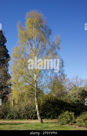 Immagine di un unico albero di betulla argentata con fogliame in primavera contro il cielo blu Foto Stock