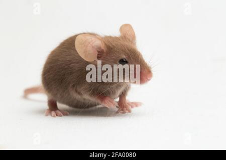 Mouse nero grigio della casa comune isolato su sfondo bianco Foto Stock