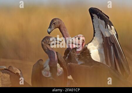 Avvoltoio a voci bianche (Gyps bengalensis) e avvoltoio a testa rossa (Sarcogyps calvus) che sbattono a uccidere Veal Krous 'avvoltoio restraunt', Cambogia Foto Stock