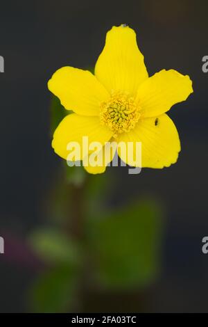 Il fiore giallo di Caltha palustris var. Palustris, o palude palude Foto Stock