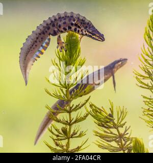 Comune newt (Lissotriton vulgaris) coppia maschile e femminile animale acquatico nuoto in acqua dolce habitat di stagno. Fauna selvatica scena subacquea di anfibi Foto Stock