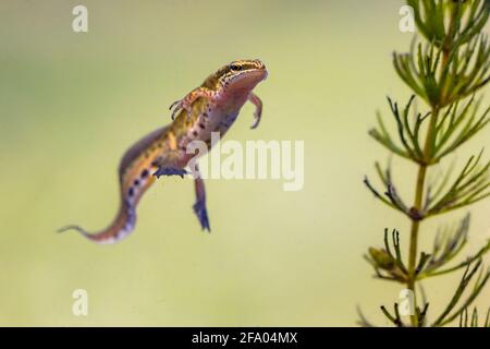 Palmate newt (Lissotriton helveticus) colorato acquatico anfibio maschio nuoto in acqua dolce habitat di stagno. Fauna selvatica scena subacquea di animale in n Foto Stock