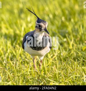 Ventratura settentrionale (Vanellus vanellus) che forava in verde erba e cerca di cibo. Fauna selvatica nella scena della natura. Paesi Bassi. Foto Stock