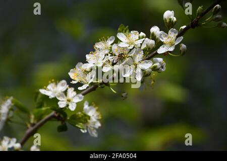 Apis mellifera bei der Nahrungsaufnahme aus einer - Kirschpflaumen- Pflaumenblüte im Frühling in Bregenz, Österreich Foto Stock