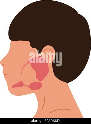 Ghiandole di persona e salivari, parotidi, sumandibolari e sublinguali. Illustrazione del vettore medico. Illustrazione Vettoriale