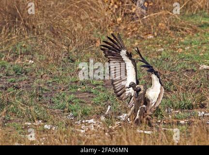 Avvoltoio a voci bianche (Gyps bengalensis) ossa amonst di atterraggio adulte Veal Krous "avvoltoio restraunt", Cambogia Gennaio Foto Stock