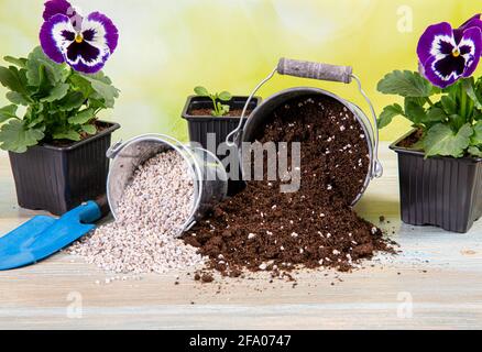 La miscelazione di pellet di granuli perliti con il suolo nero da giardinaggio migliora la ritenzione idrica, il flusso d'aria, l'aerazione, la capacità di crescita delle radici di tutte le piante in crescita. Foto Stock