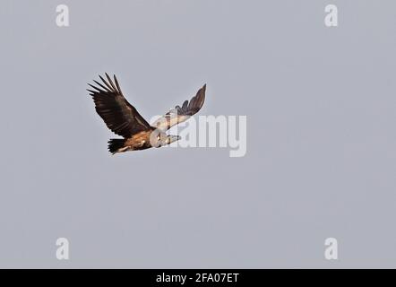 Avvoltoio bianco-rumped (Gyps bengalensis) immaturo in volo Veal Krous, Cambogia Gennaio Foto Stock