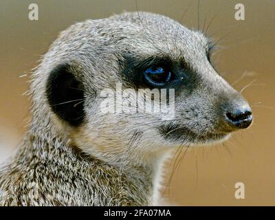 Primo piano Ritratto di Meerkat (Suricata suricatta) testa a Monarto, Sud Australia. Foto Stock