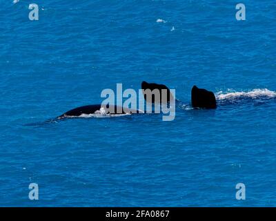 Sud destra Whale (Eubalaena australis) migrazione Capo di bight, Nullabor, Australia. Foto Stock