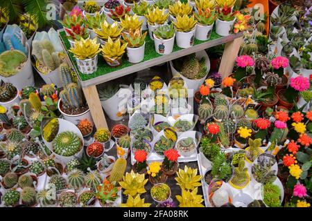 Mosca, Russia, novembre 2019: Un gran numero di succulenti cactus dipinti in oro e rosso in vasi di fiori. Vendita in un negozio di fiori. Foto Stock