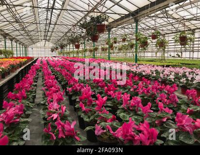 Un gran numero di ciclamini rosa brillante in vasi di fiori nella serra. Sullo sfondo - ciclamino rosa pallido. Vendita stagionale di fiori interni. Foto Stock