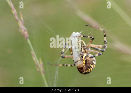 Ragno WASP (Argiope bruennichi) che avvolge la preda del cavallino. Surrey, Regno Unito. Foto Stock