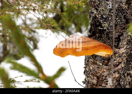 Mensola di betulla in una vecchia foresta di betulla Foto Stock