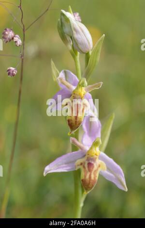 Wasp orchidea (Ophrys apifera var trollii). Dorset, Regno Unito. Foto Stock