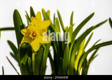 Daffodil selvaggio - påskelilje Foto Stock