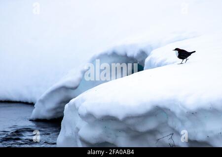 Dipper a gola bianca vicino al fiume Foto Stock