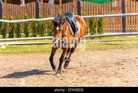 Un galoppo di cavallo in corsa su un guinzaglio in un cerchio, uno stallone che salta rampola Foto Stock