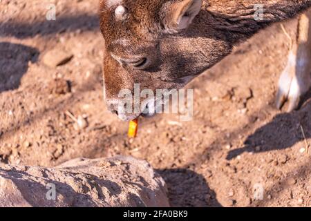 La capra europea del mouflon del bambino mangia una carota, pecora omestic nel primo piano del pomeriggio Foto Stock