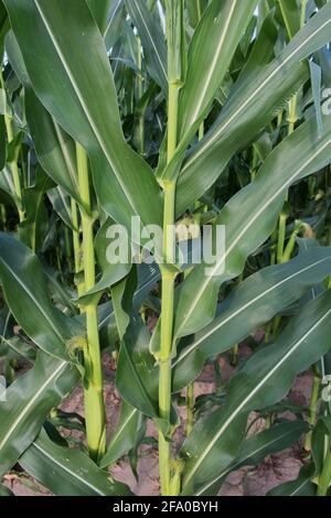 Gambi della pianta di mais, primo piano. Piante agricole in estate. Foto Stock