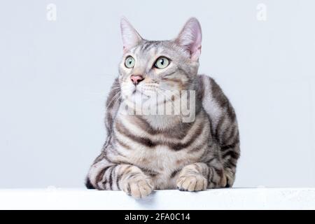 Il gatto bengala d'argento per adulti si trova sul pavimento di un sfondo chiaro in studio Foto Stock