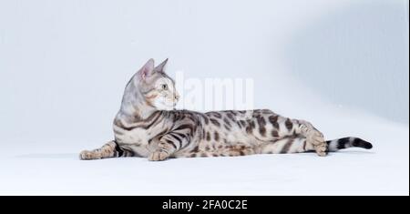 Il gatto bengala d'argento per adulti si trova sul pavimento di un sfondo chiaro in studio Foto Stock