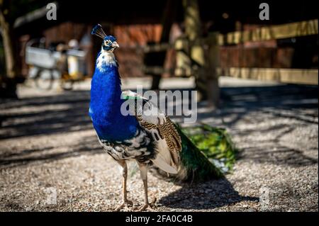 Ritratto di un pavone blu. Paafowl indiano maschio con coda lunga. Bellezza in natura. Bellezza in natura. Foto Stock