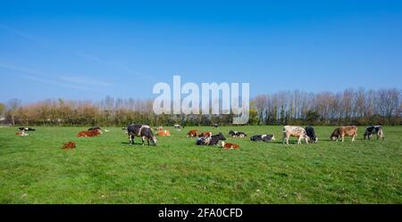 Razze miste di bovini (mucche), che si adagia e si siede sull'erba in un campo in una mattina di primavera nel Sussex occidentale, Inghilterra, Regno Unito. Foto Stock