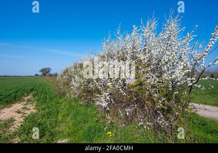 Una siepe di comune Blackthorn (AKA Sloe, Prunus spinosa), un albero di copertura fiorito con fiori bianchi in primavera (metà aprile) nel Sussex occidentale, Inghilterra, Regno Unito Foto Stock
