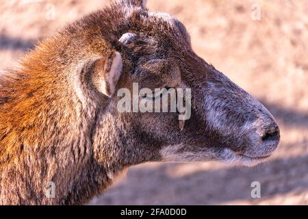 Baby mouflon europeo crogiolarsi al sole, pecore domestiche nel primo piano del pomeriggio Foto Stock