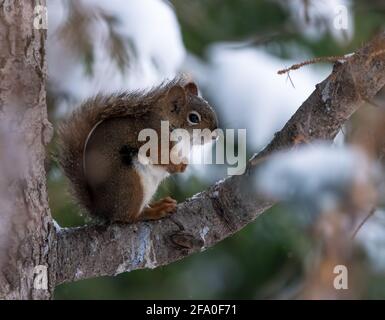 Carino scoiattolo rosso americano (Tamiasciurus hudsonicus) in piedi su un ramo che si controvaccia contro una neve precoce e a basse temperature Foto Stock