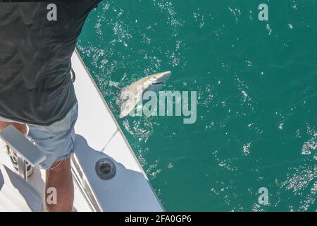 Cattura gli squali - pescatore in jeans cut-off shorts in piedi il ponte di una barca tira fuori un piccolo squalo dell'acqua con un gancio in bocca Foto Stock