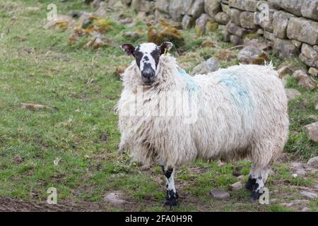 Pascolo delle pecore accanto al sentiero del Muro di Adriano nel Northumberland all'inizio della primavera, con lunghe lane e volti curiosi Foto Stock